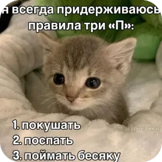 🐱 f6c9afc6 я всегда придерживаюсь
правила три «П»:
1. покушать
2. поспать
3. поймать бесяку
тга мурчелики kitten, cat, cute, sleep, eat, rest, pet telegram sticker