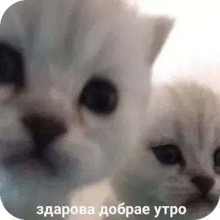 🐱 f9db43e6 здарова добрае утро cats, kittens, cute, greeting, good morning, animals telegram sticker
