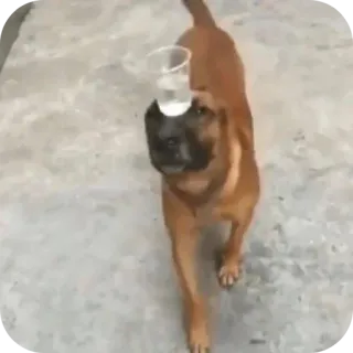 🐶 1400319f anjing, hewan, cangkir, air, lucu, keseimbangan telegram sticker