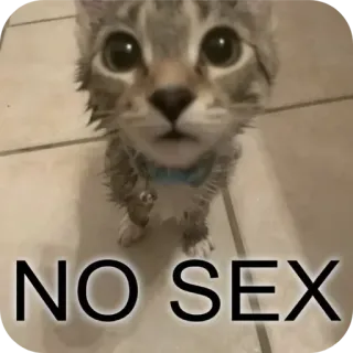 🐱 3d7b69e2 NO SEX kucing, meme, lucu, anak kucing, hewan, tanpa seks telegram sticker