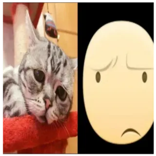 😟 8166bc65 kucing, emoji, sedih, tidak terkesan, hewan peliharaan, binatang telegram sticker