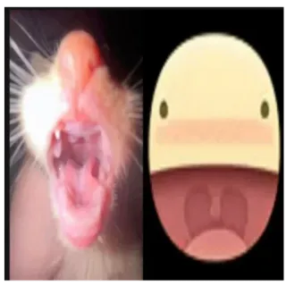 😩 92949440 mulut, hewan, ilustrasi, terbuka, gigi, menguap telegram sticker