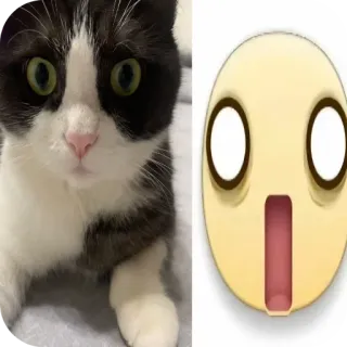 🐱 95085ddf kucing, emoji, terkejut, terkejut, hewan peliharaan, hewan telegram sticker