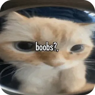 🐱 efabe621 boobs? kucing, payudara, meme, lucu, binatang telegram sticker
