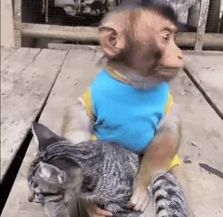 😸 0dabc93e ลิง, แมว, สัตว์, สัตว์เลี้ยง, น่ารัก, มิตรภาพ, ตลก telegram sticker