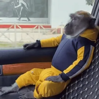 🚘 1233236b ลิง, สัตว์, ไพรเมต, รถ, เสื้อผ้า telegram sticker