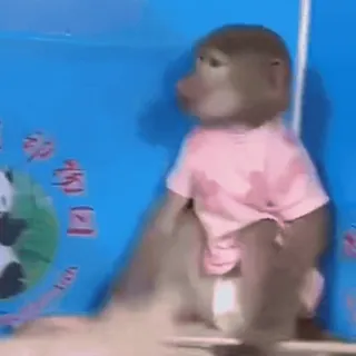 🙉 151dd920 ลิง, สัตว์, ลิงบาบูน, เสื้อสีชมพู, น่ารัก telegram sticker