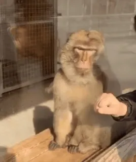 😳 1b1b3e7c ลิง, เอป, สัตว์, สัตว์ป่า, ไพรเมต telegram sticker