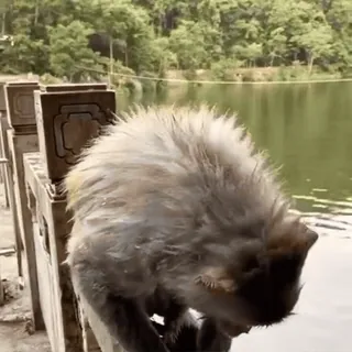 💦 2b26820e ลิง, สัตว์, ทะเลสาบ, ธรรมชาติ, สัตว์ป่า telegram sticker