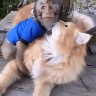 🌟 2b3b53c7 ลิง, แมว, สัตว์, มิตรภาพ, สัตว์เลี้ยง telegram sticker