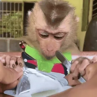 🐒 2c6619e0 ลิง, สัตว์, อาหาร, น่ารัก, ตลก, กิน telegram sticker