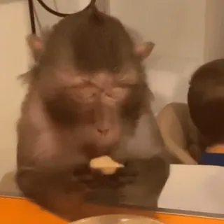 🍌 32b5f592 ลิง, สัตว์, สัตว์ป่า, ไพรเมต, สัตว์เลี้ยงลูกด้วยนม, ธรรมชาติ telegram sticker