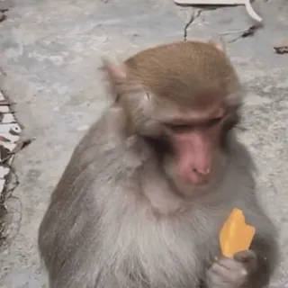 🙈 3ed5b025 ลิง, สัตว์, ไพรเมต, น่ารัก, สัตว์ป่า telegram sticker