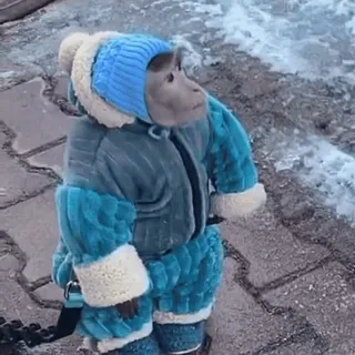 ❄️ 503f6a4d ลิง, ฤดูหนาว, เสื้อผ้า, สัตว์, หนาว telegram sticker