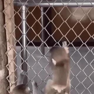 🐒 54b6564d สัตว์, ลิง, รั้ว, กรง, สวนสัตว์, การถูกกักขัง telegram sticker