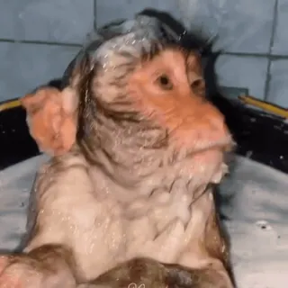 💦 630b2954 ลิง, สัตว์, อาบน้ำ, ฝักบัว, น่ารัก, ตลก, กำลังอาบน้ำ, สบู่ telegram sticker