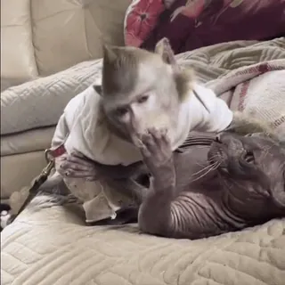 🌟 b24e168f ลิง, แมว, สัตว์, สัตว์เลี้ยง, น่ารัก, เตียง, ในร่ม telegram sticker