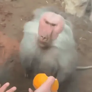 🤨 d96bb31e ลิงบาบูน, ลิง, สัตว์, ไพรเมต, สวนสัตว์, สีส้ม, สัตว์ป่า telegram sticker