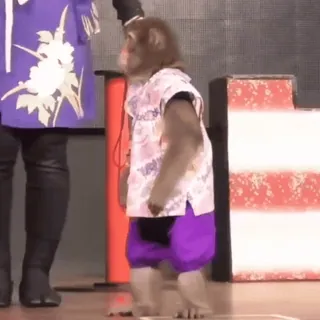 💘 e676296e ลิง, สัตว์, น่ารัก, ตลก, ชุด, แต่งตัว telegram sticker