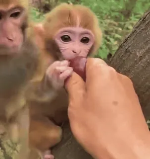 🐒 f081d938 ลิง, สัตว์, สัตว์ป่า, ไพรเมต, น่ารัก, ลูกลิง telegram sticker