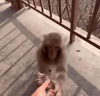 💜 f23f9099 ลิง, สัตว์, สัตว์ป่า, ไพรเมต, ป้อนมือ, สวนสัตว์, สัตว์เลี้ยง telegram sticker