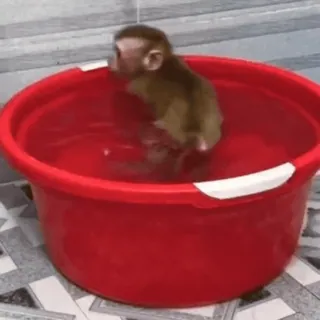 🌟 f6b28086 ลิง, สัตว์, อาบน้ำ, อ่างสีแดง, น้ำ telegram sticker