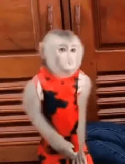 💓 fa3644cb ลิง, สัตว์, ไพรเมต, เสื้อผ้า, ชุดสีแดง telegram sticker