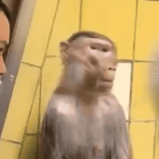 🌟 fc5aac44 ลิง, สัตว์, เอป, ไพรเมต, สัตว์ป่า, สัตว์เลี้ยงลูกด้วยนม telegram sticker