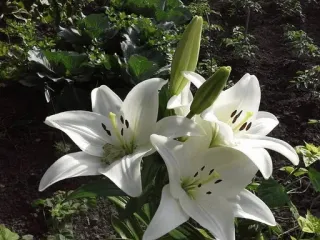 🌼 13fda0ee ลิลลี่, ดอกไม้, ขาว, ลายดอกไม้, สวน, ธรรมชาติ, พืช telegram sticker