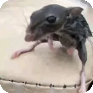 🤲 01462cc6 мышь, животное, грызун, милый, маленький telegram sticker