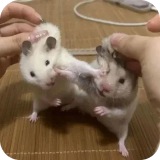 👍 141e44da хомяк, борьба, милый, животные, грызуны, питомец telegram sticker