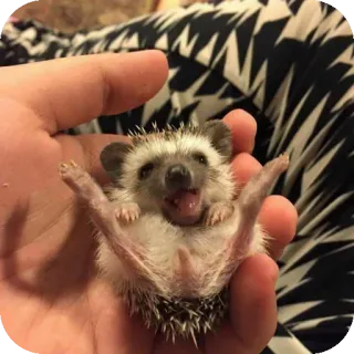 🐦 6fa4fa69 ёж, животное, милый, питомец, маленький, млекопитающее telegram sticker