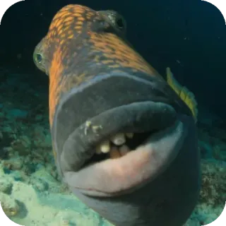 👍 f54debb2 рыба, животное, подводный, дикая природа, природа, океан, море telegram sticker