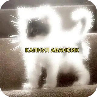 🖼 0f7e22fe КАПНУЛ АВАНСИК chaton, chat, mème, texte, drôle telegram sticker