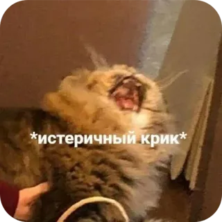 🐶 237c9293 *истеричный крик* chat, mème, russe, animal, drôle, cri, cri hystérique telegram sticker