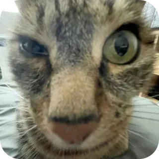 🐱 26e2a107 chat, animal, animal de compagnie, tigré, chat domestique, félin telegram sticker