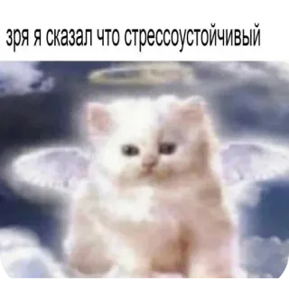 😭 3d238025 зря я сказал что стрессоустойчивый chat, ange, mème, texte, russe, animal, mignon telegram sticker