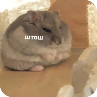🐱 428bd84a штош hamster, mignon, animal de compagnie, rongeur, animal telegram sticker