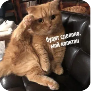 🐱 4ec9e554 будит сделоно, мой копетан chat, salut, mème, drôle, animal telegram sticker