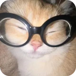 👓 58e005a8 chat, lunettes, animal, mignon, animal de compagnie, chaton telegram sticker