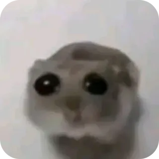 🧸 72fa317e hamster, animal, rongeur, mignon, petit, animal de compagnie telegram sticker