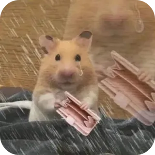 ✋ 7b57ae61 hamster, triste, portefeuille, vide, pleurs, mème, financier, pauvre telegram sticker