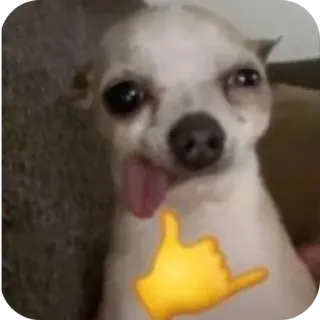 🐶 93c3ca90 chihuahua, chien, animal, mignon, animal de compagnie, mème telegram sticker