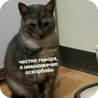 🐱 971e9952 честно говоря, я немножечко оскорблён chat, mème, russe, drôle, animal de compagnie telegram sticker