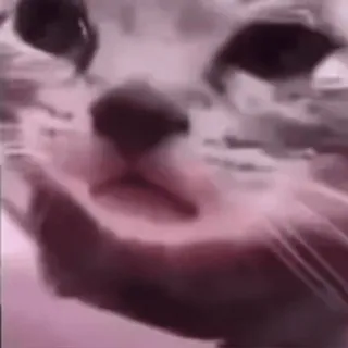 🌟 9b1cd449 chat, mème, drôle, animal telegram sticker