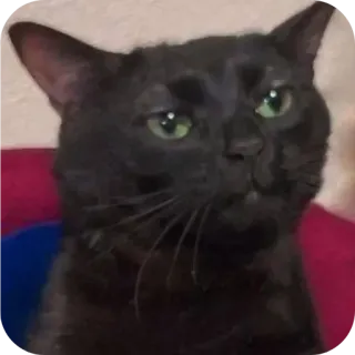 🐱 9dc738e4 chat, chat noir, animal, animal de compagnie, chat domestique telegram sticker