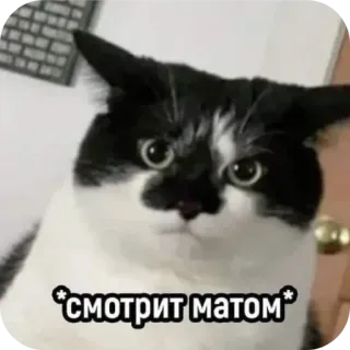 🐱 b4f24360 смотрит матом chat, mème, russe, texte telegram sticker