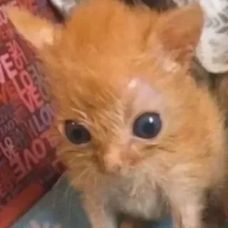 😨 bed3c9e2 LOVE chaton, chat, orange, amour, animal de compagnie, mignon, animal telegram sticker