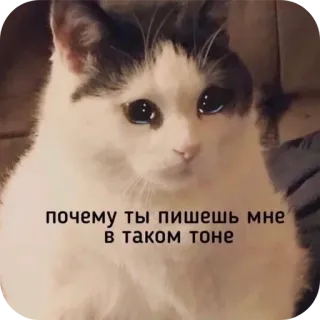 🐱 c65b309b почему ты пишешь мне в таком тоне chat, triste, mème, russe, question telegram sticker