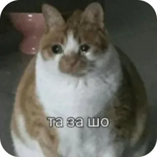 🐱 cd0b009a Та за шо chat, triste, mème, autocollant telegram sticker